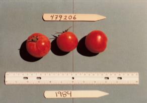 Click for 1 image(s) for this accession. FRUIT